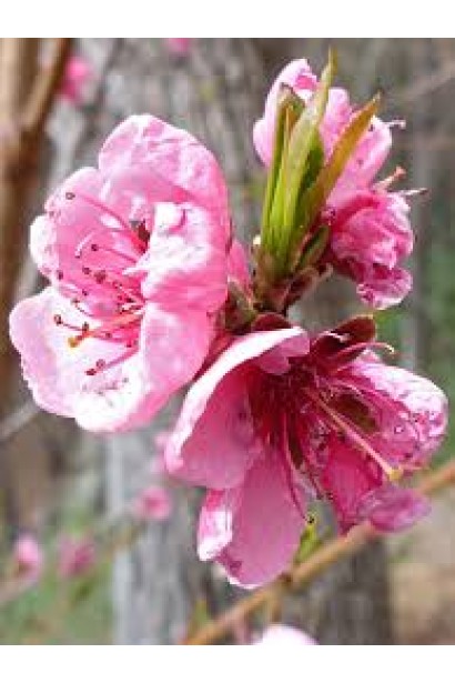 Персик домашний Т-5 Топ Свит в период цветения расцветает яркими розовыми цветами.